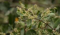 Laguncularia racemosa