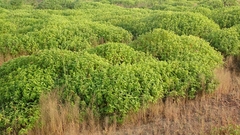 Strobilanthes sessilis