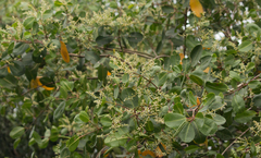 Laguncularia racemosa