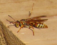 Polistes bellicosus