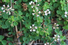 Trifolium amabile