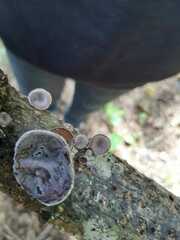 Auricularia nigricans