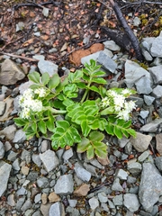 Gingidia montana