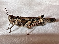 Chortoicetes terminifera