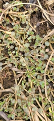 Thyridia repens
