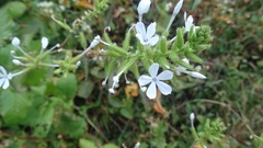 Plumbago zeylanica