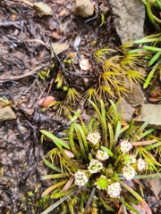 Abrotanella linearis