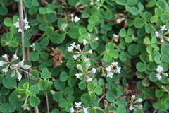 Trifolium amabile