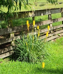 Kniphofia uvaria