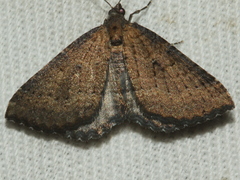 Chrysolarentia trygodes