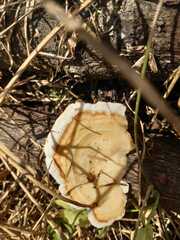 Daedaleopsis confragosa