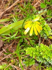 Ranunculus verticillatus