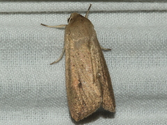 Mythimna convecta