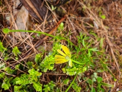 Ranunculus verticillatus