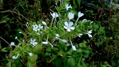 Plumbago zeylanica