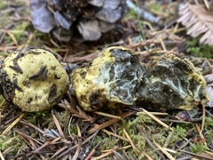 Truncocolumella citrina