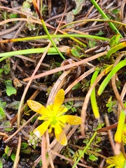 Ranunculus gracilipes