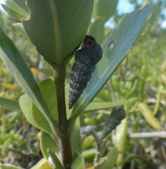 Cerithideopsis scalariformis