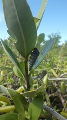 Cerithideopsis scalariformis