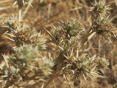 Eryngium petiolatum