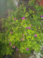 Mirabilis