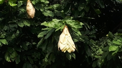 Maniltoa browneoides