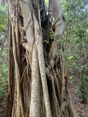 Ficus aurea