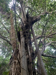 Ficus aurea