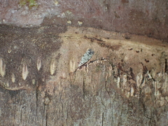 Endophthora pallacopis