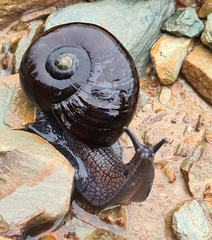 Powelliphanta