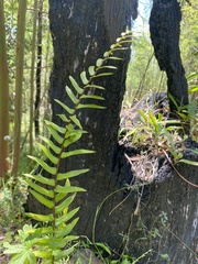 Pellaea falcata