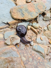 Powelliphanta