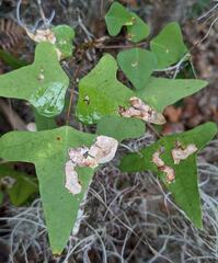 Leucoptera erythrinella
