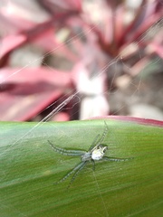 Cyrtophora cicatrosa