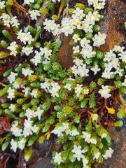 Kelleria dieffenbachii