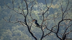 Anthracoceros coronatus