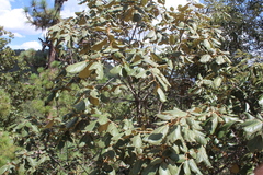 Quercus mcvaughii