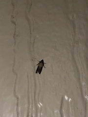 Oegoconia novimundi