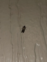 Oegoconia novimundi