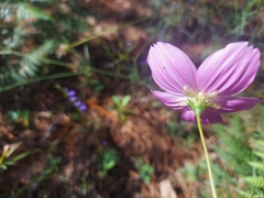 Cosmos crithmifolius