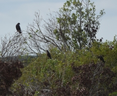 Rostrhamus sociabilis plumbeus