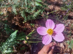Cosmos crithmifolius