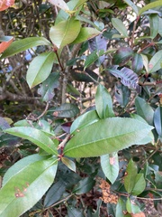 Photinia serratifolia