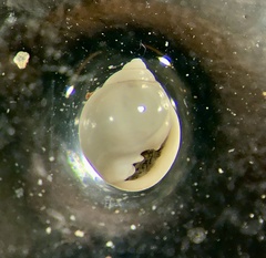 Ringiculidae