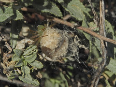 Peucetia viridans