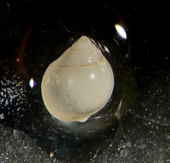 Ringiculidae