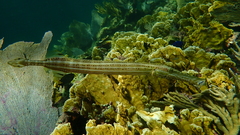 Aulostomus maculatus