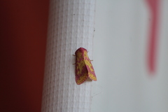 Psectrotarsia euposis