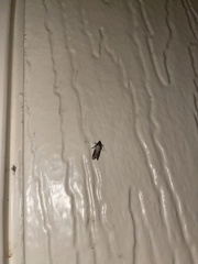 Oegoconia novimundi