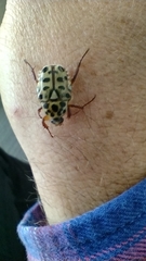 Neorrhina punctatum